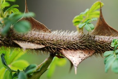 Rosa omeiensis 'Ptaracantha' - růže omejská - trny